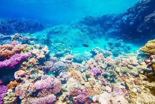 潛水活動|潛水旅遊|全球最美10大潛點|馬爾地夫阿丹旅遊好記旅行社泰國 濤島 Ko Tao