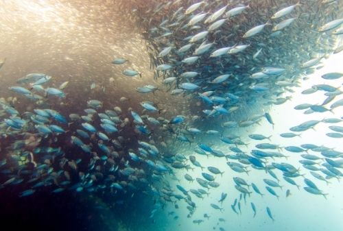 潛水活動|潛水旅遊|全球最美10大潛點|馬爾地夫阿丹旅遊好記旅行社菲律賓 宿霧Cebu