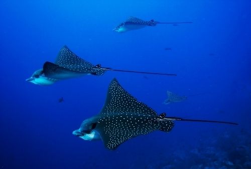 潛水活動|潛水旅遊|全球最美10大潛點|馬爾地夫阿丹旅遊好記旅行社美國 塞班島Saipan