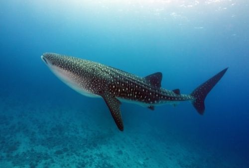 潛水活動|潛水旅遊|全球最美10大潛點|馬爾地夫阿丹旅遊好記旅行社馬爾地夫 Maldives