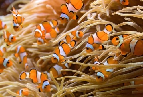 潛水活動|潛水旅遊|全球最美10大潛點|馬爾地夫阿丹旅遊好記旅行社澳洲 大堡礁the Great Barrier Reef
